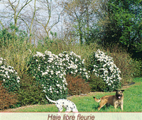 Des expérimentation